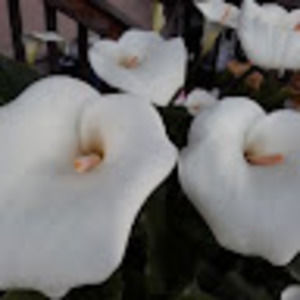 Meet your Posher, Nelly